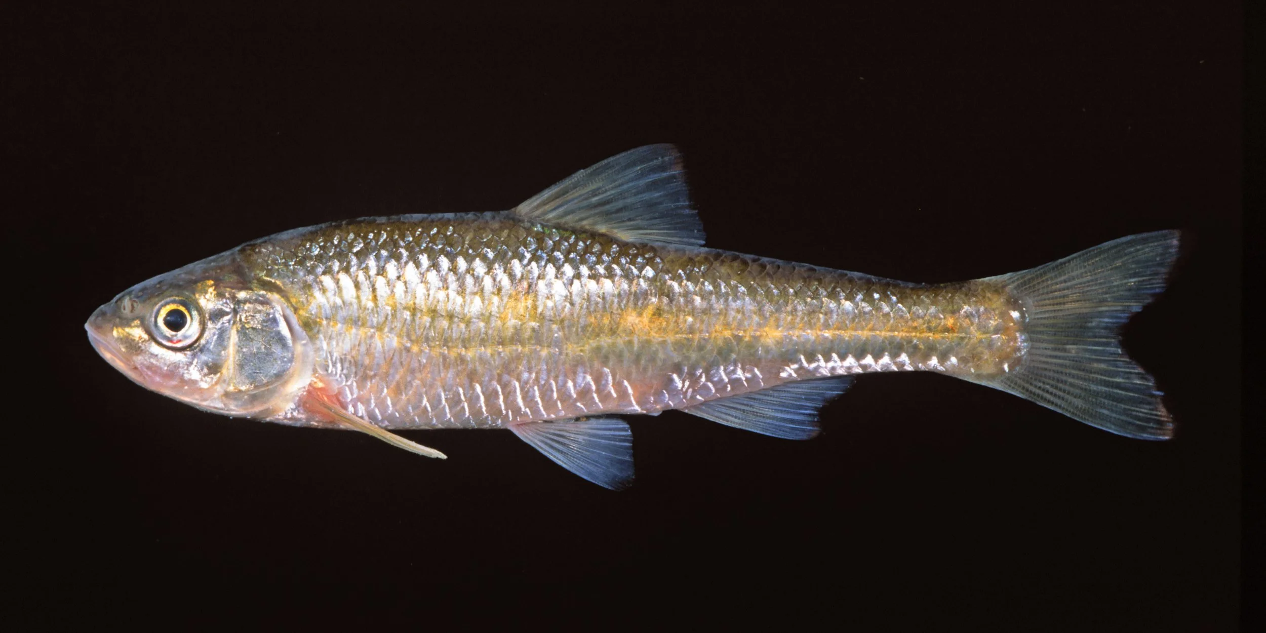 Common Shiner
