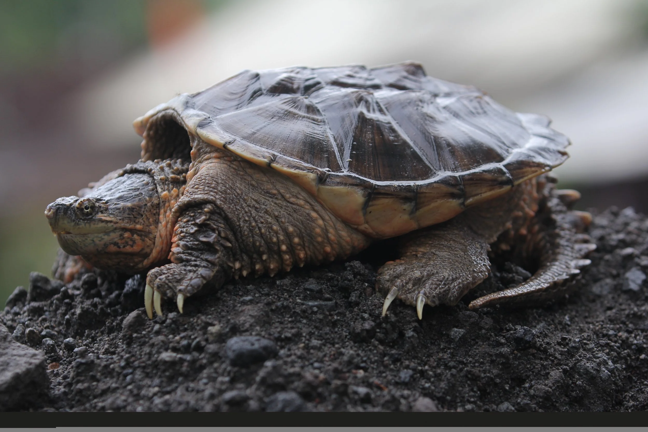 Snapping Turtle