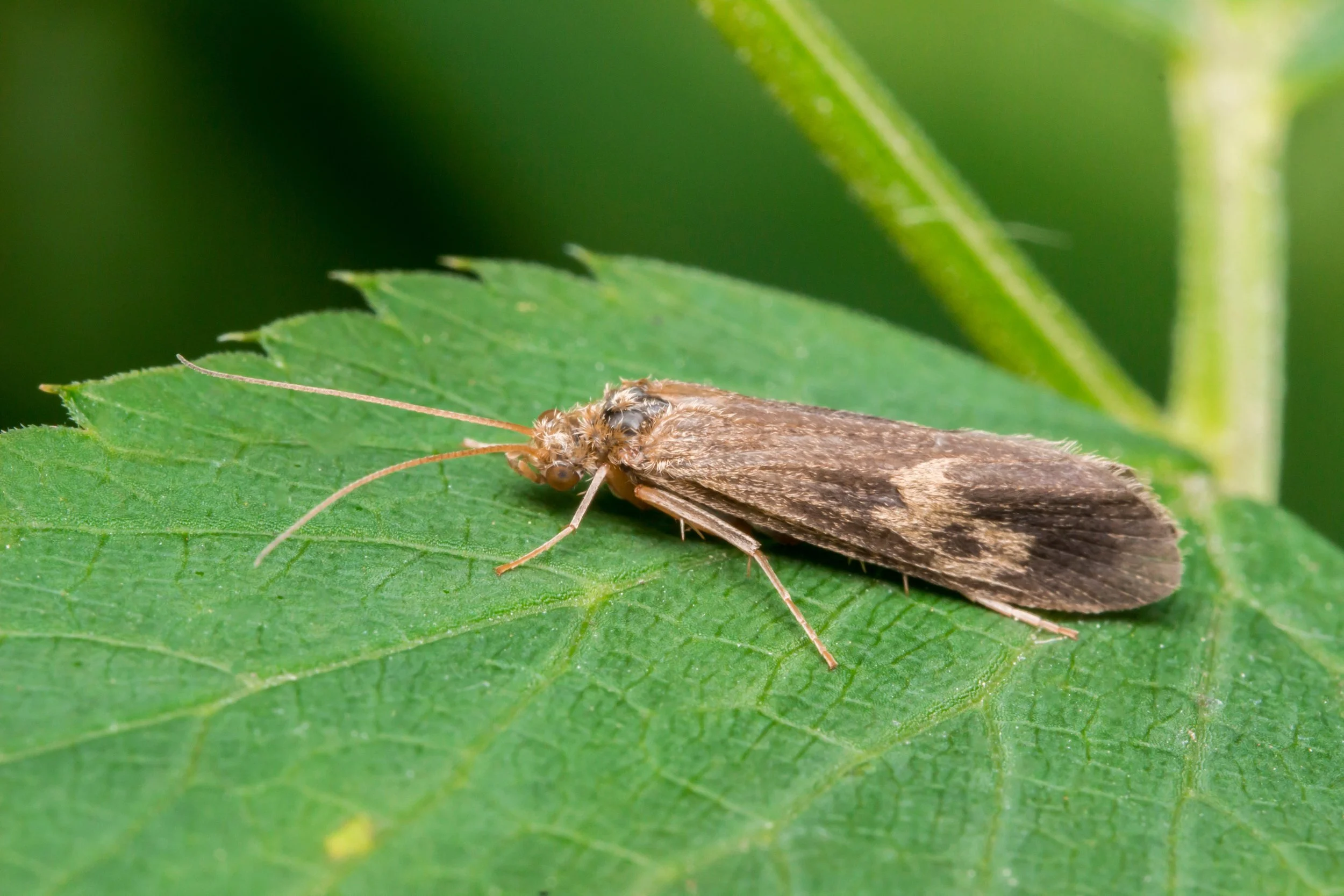 Caddisflies