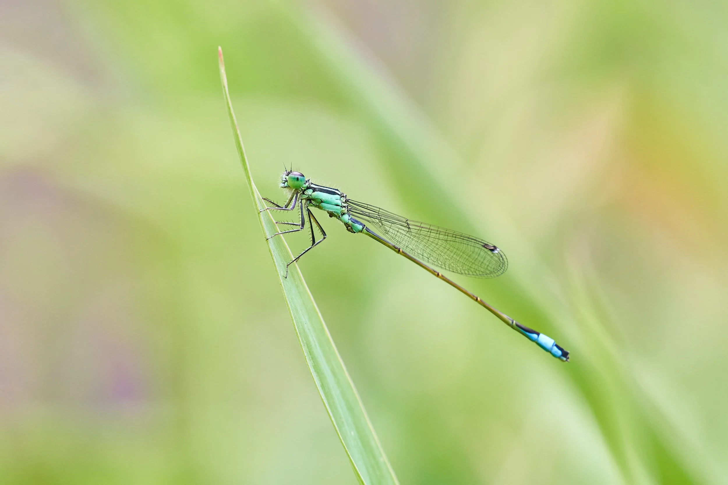 Damselflies