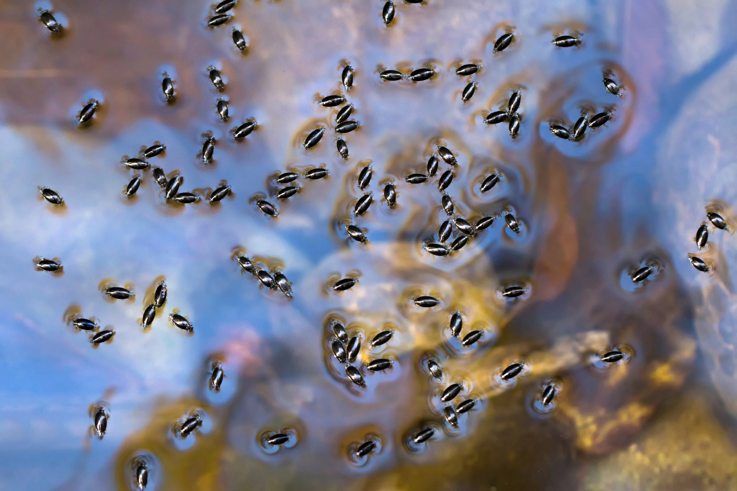 Whirligig Beetle