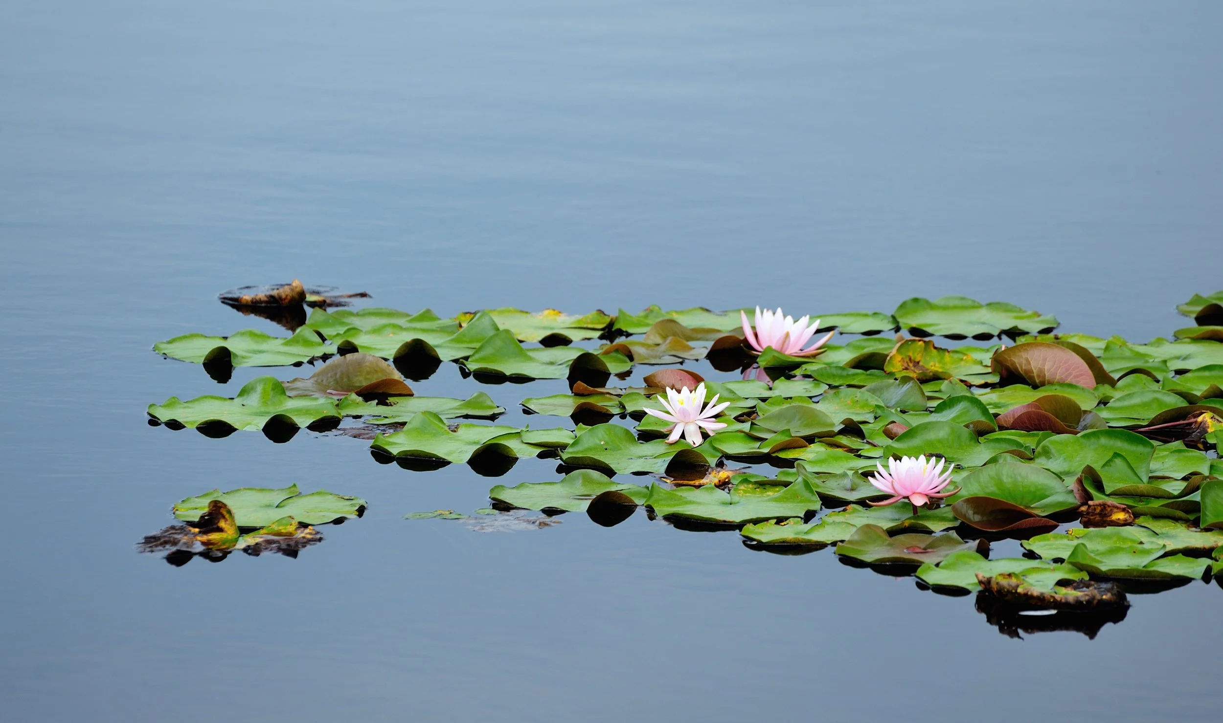 Water Lilies