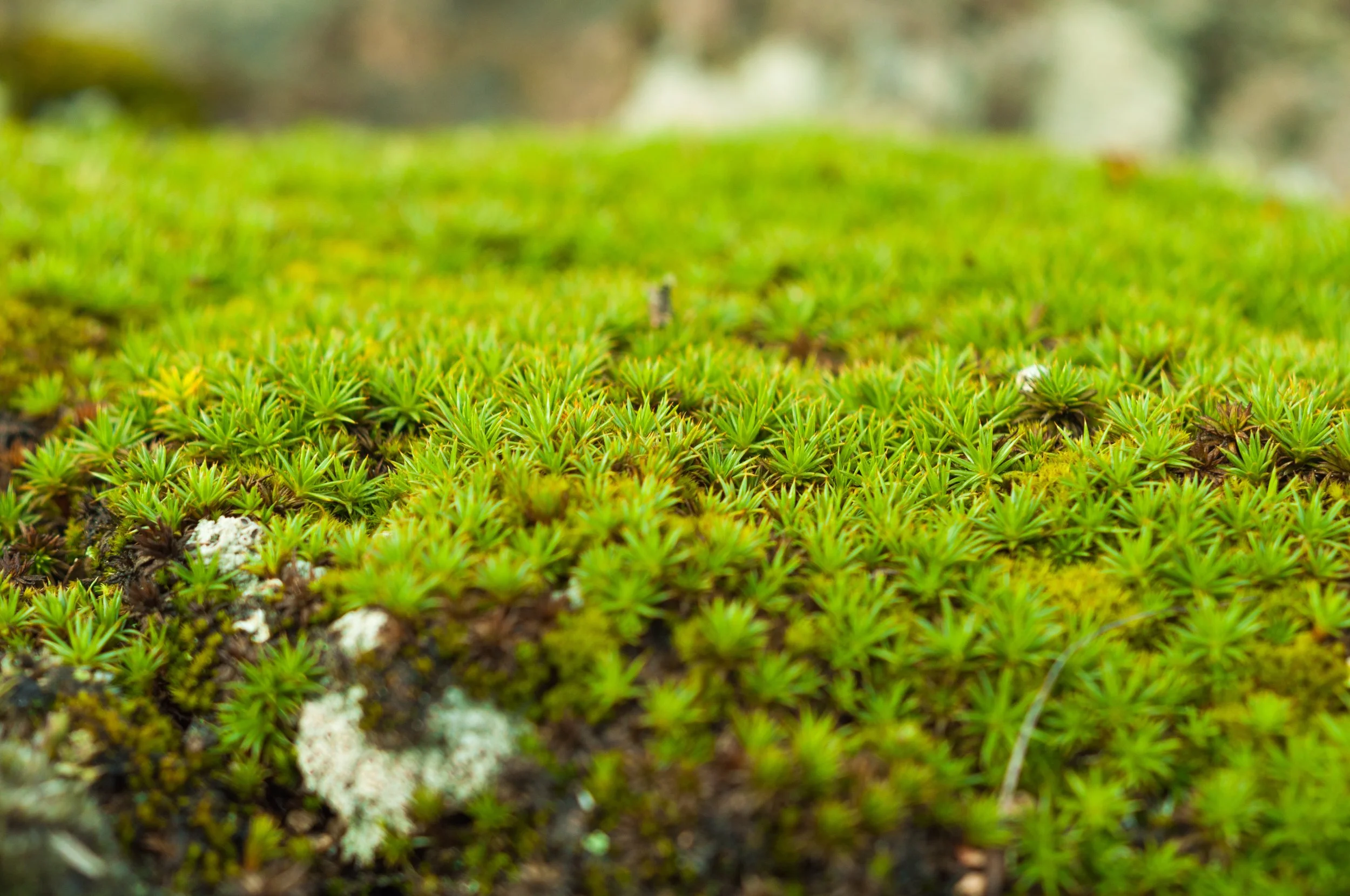 Spagnum Moss