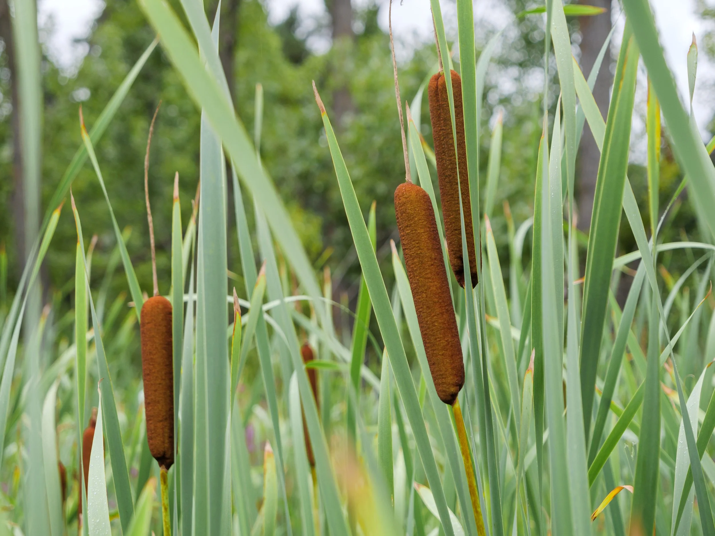 Cattails