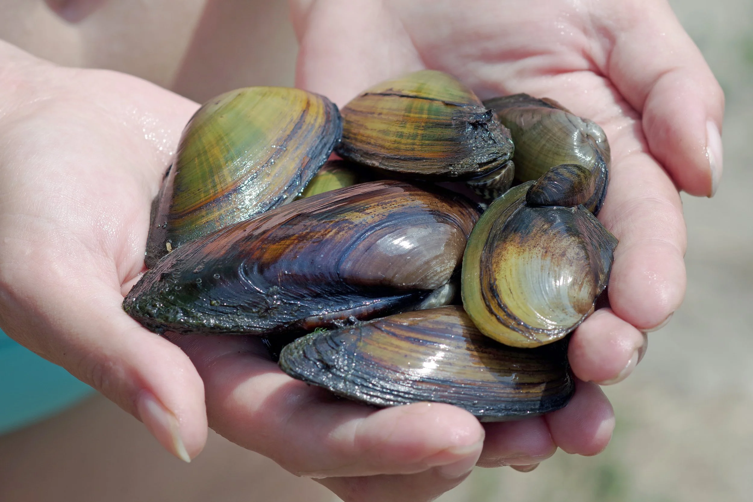 Freshwater Mussels