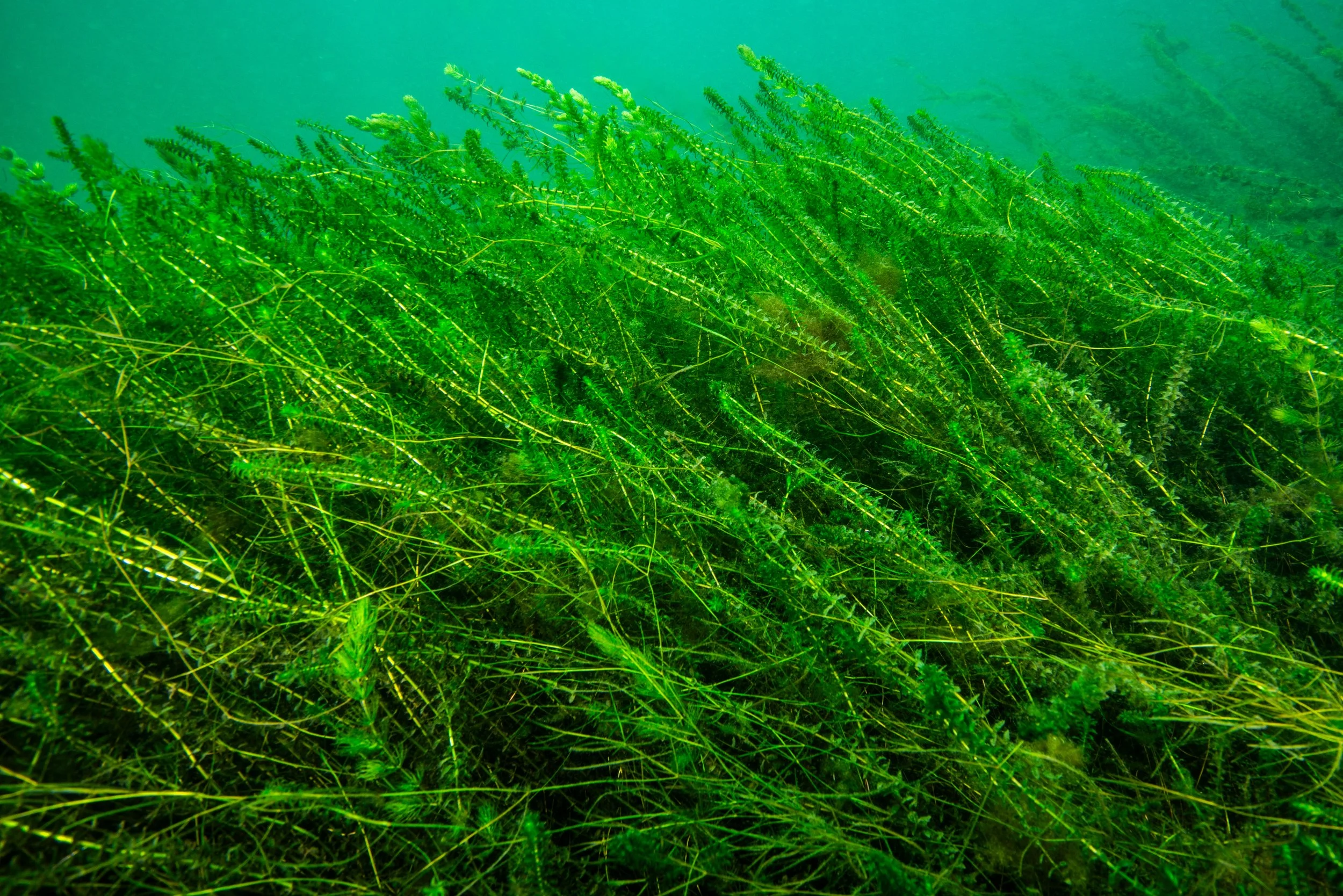 Common Waterweed