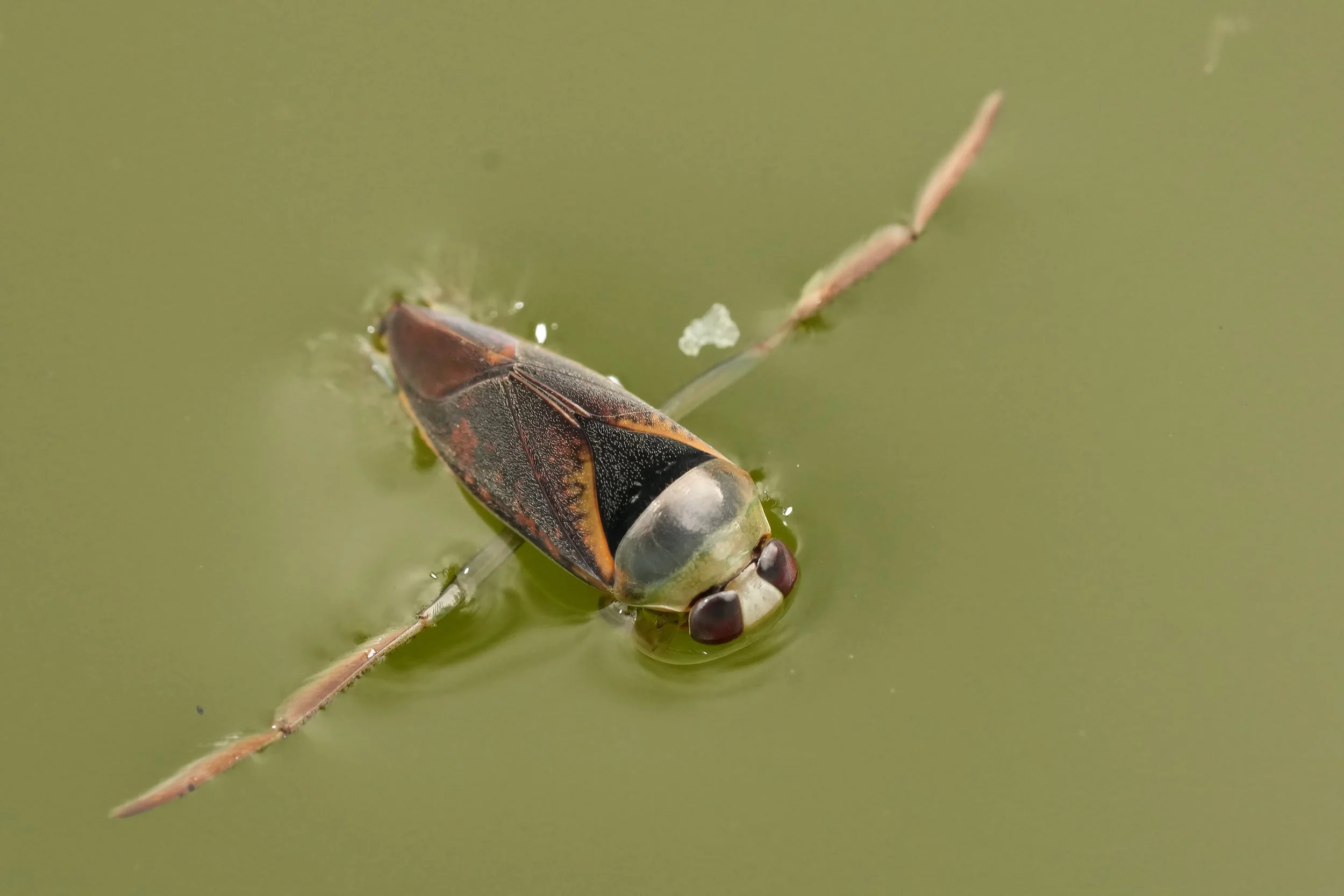 Water Boatmen