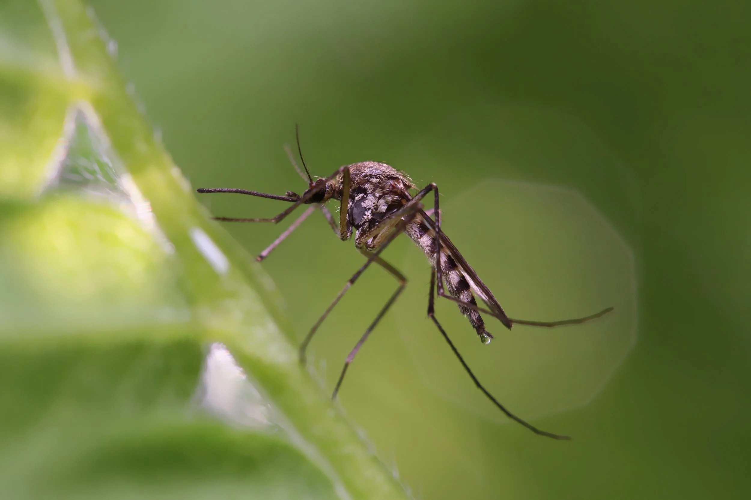 Mosquito