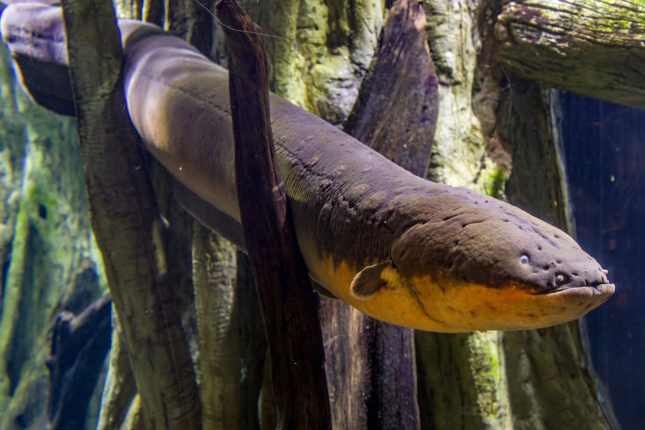 American Eel