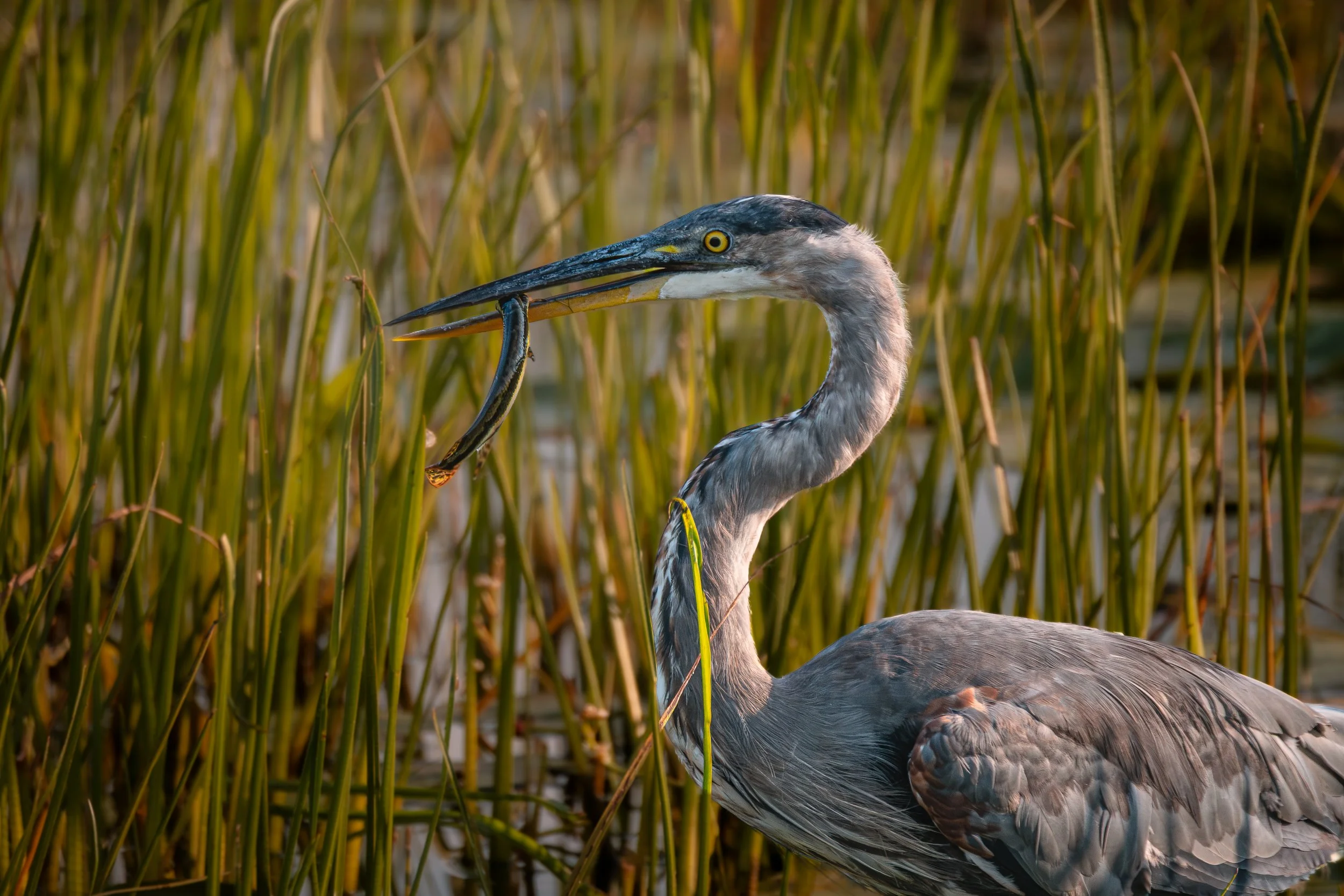 Great Blue Heron