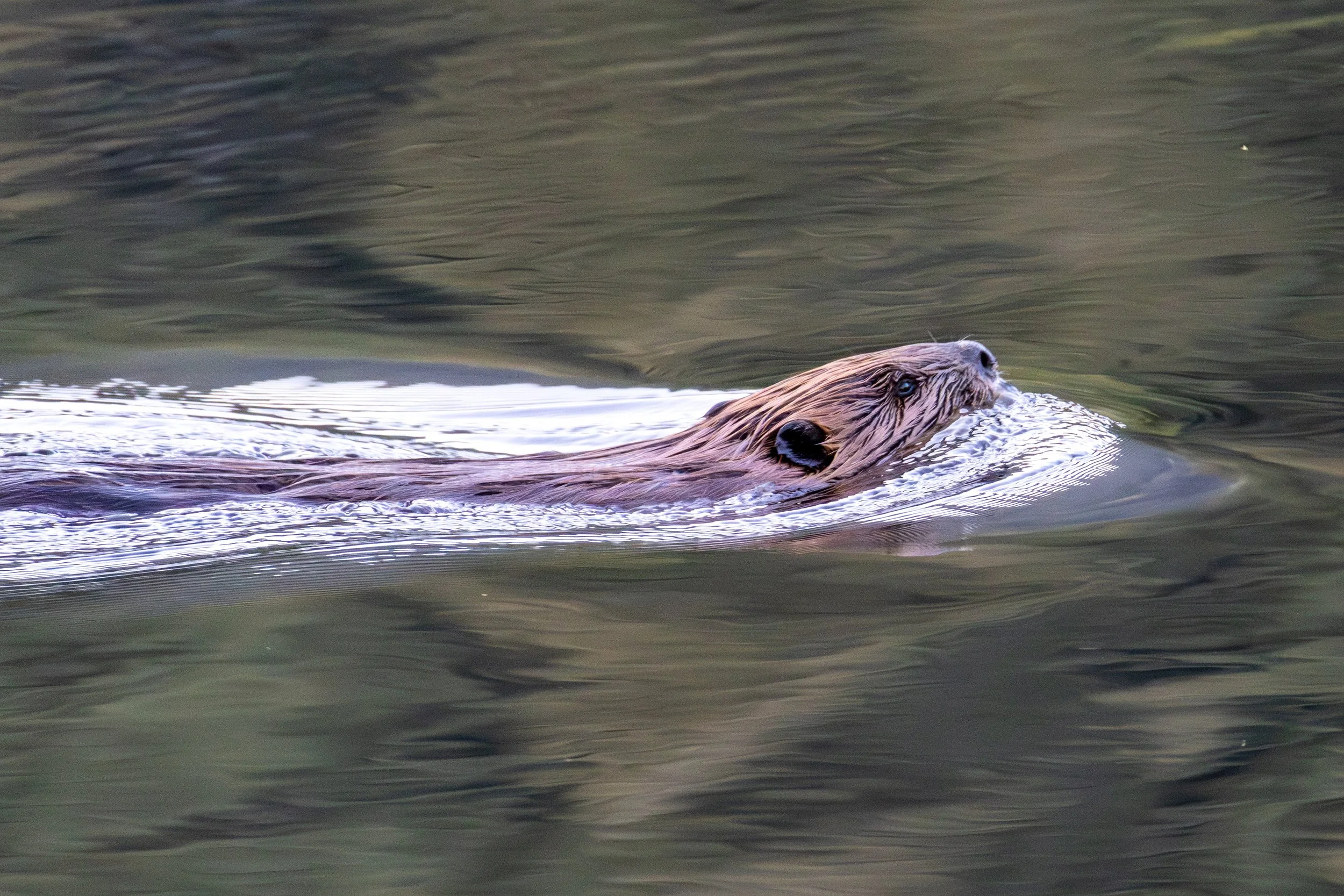 Beaver