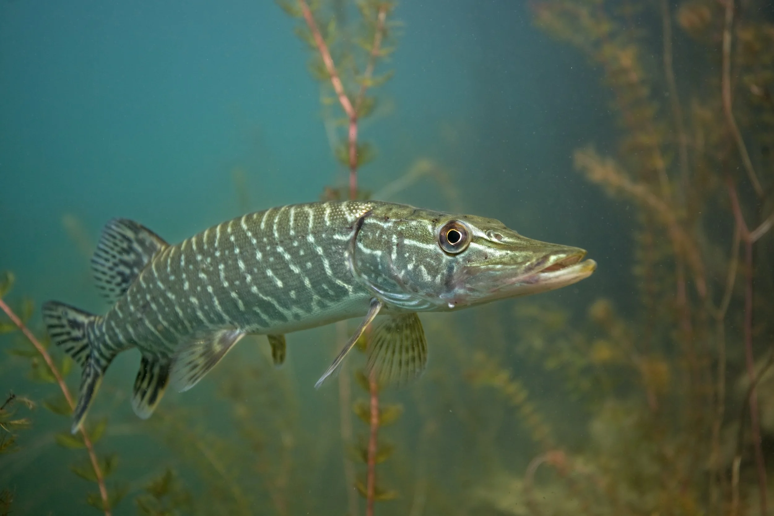 Northern Pike