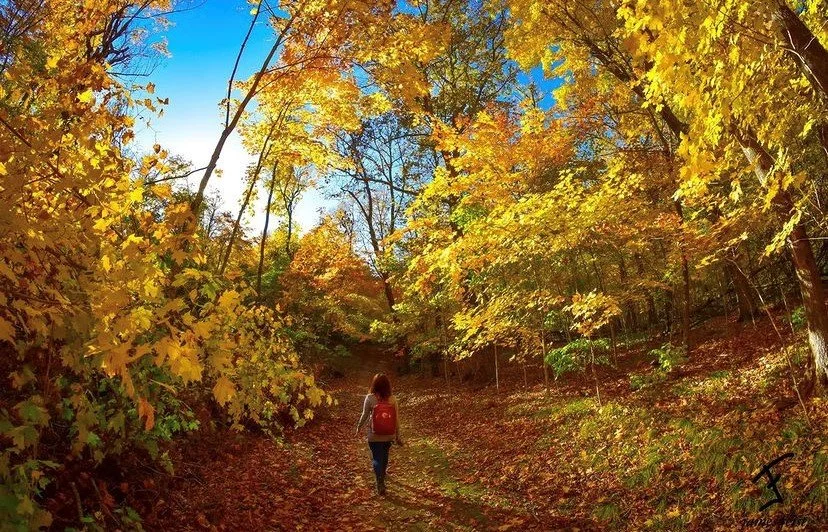 Looking up into a canopy of gold and orange maple leaves against blue sky at Lake Carlos State Park