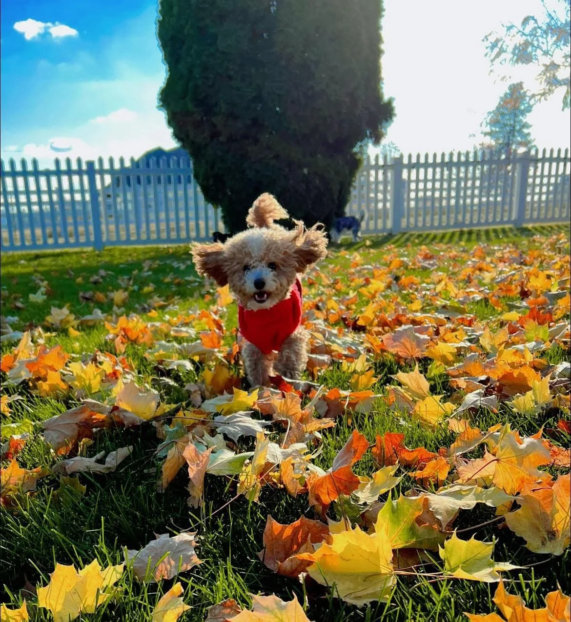 Life With Our Dogs: The Heart of Our Program