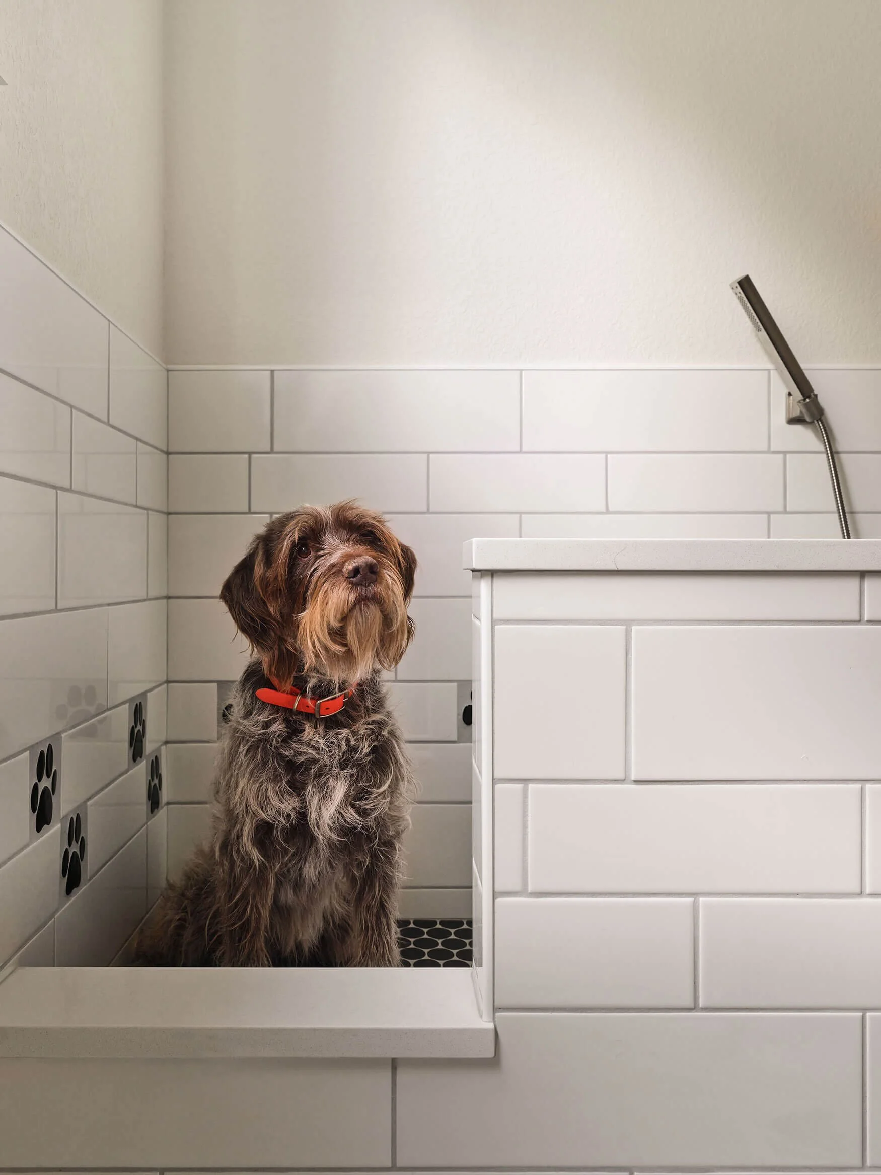 Dream-Home-Langas-03-28-25-Dog-Wash-Web.jpg