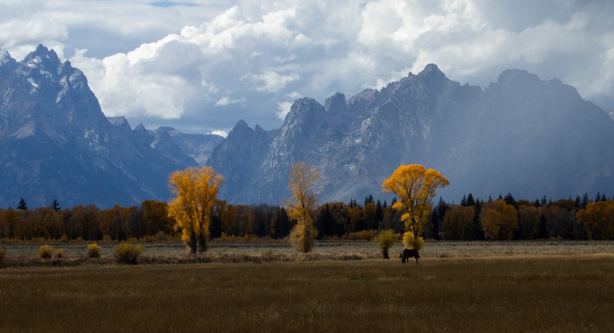 Horse grazes in Grand Teton National Park
