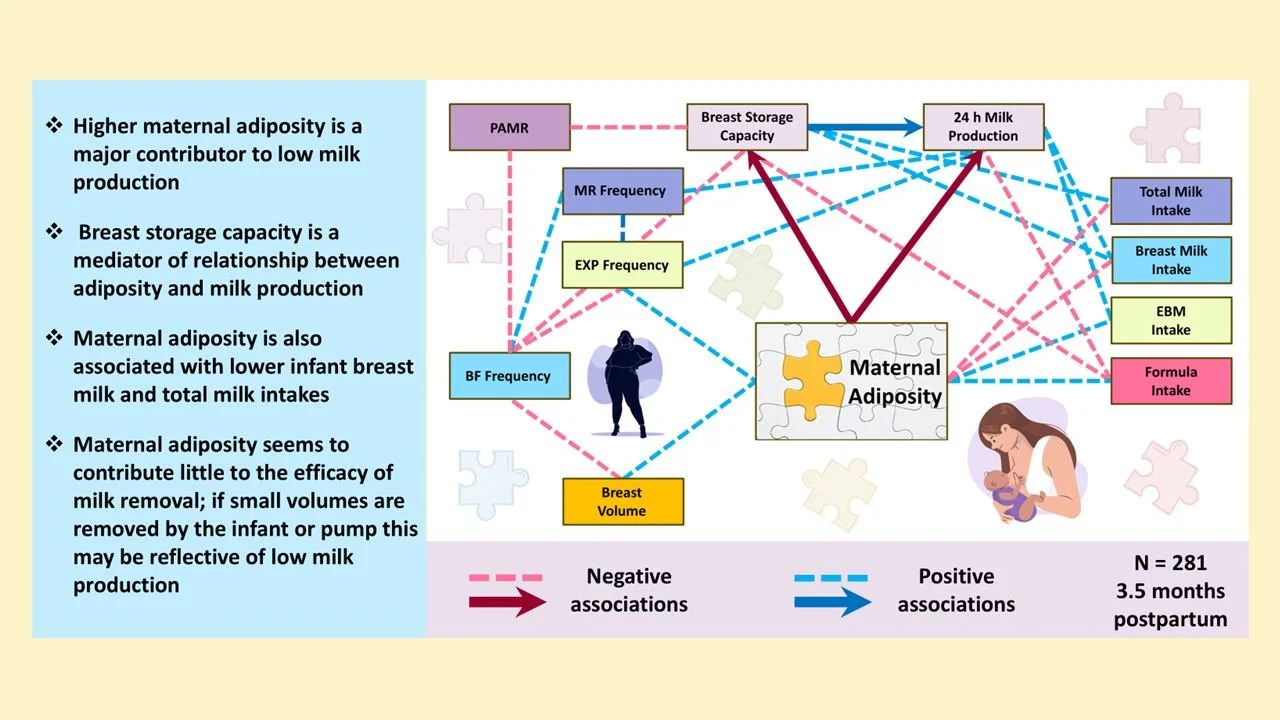 New Research Reveals Why Breastfeeding Can Be Challenging for Some Mothers

Our latest study has discovered something crucial about milk production: maternal body composition&mdash;not just weight&mdash;significantly impacts milk production, and it's