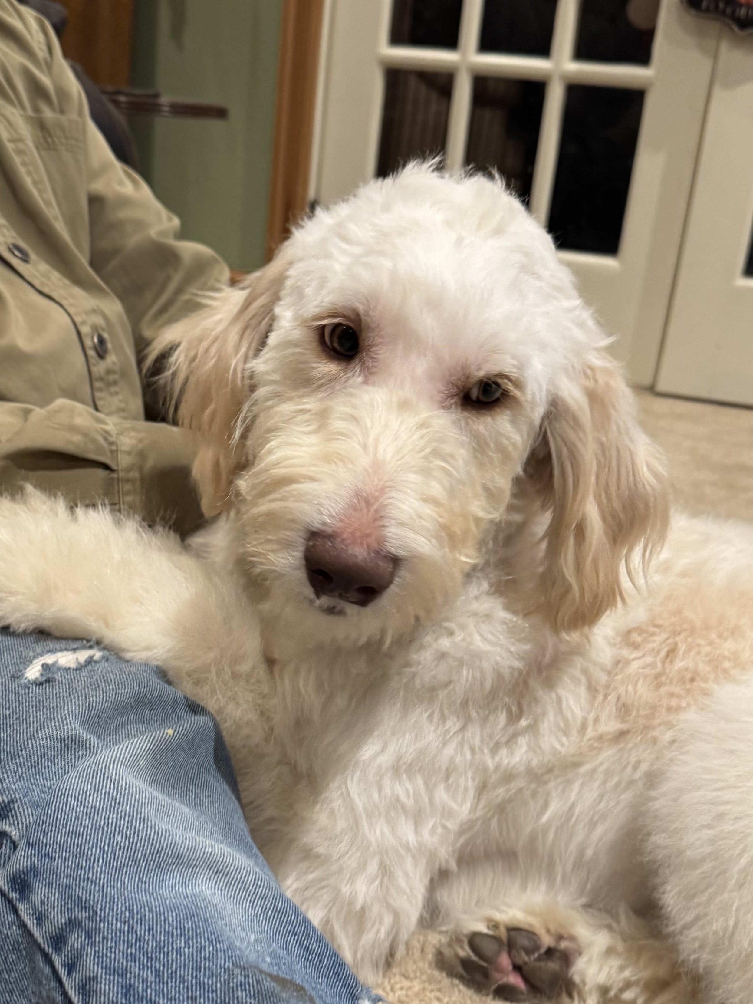 Goldendoodle Colorado Springs Doodles Breeder