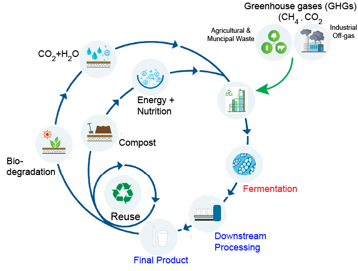 Diagram illustrating the process of bioethanol production from plant materials, including steps like irradiation, fermentation, downstream processing, and reuse of byproducts.