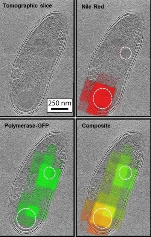 Microscopic image of a cell with labeled overlays showing various fluorescent markers: top left labeled "Tomographic slice," top right labeled "Nile Red" with a red highlight, bottom left labeled "Polymerase-GFP" with green highlights, and bottom right labeled "Composite" showing all markers combined with orange and yellow highlights.