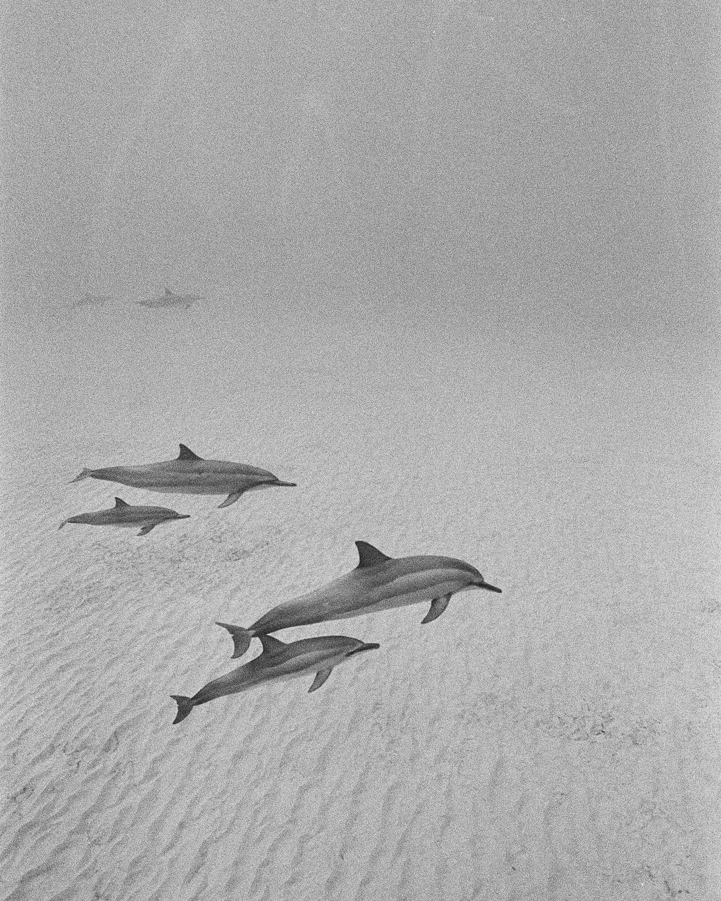 Dolphins print-2 PS.jpg