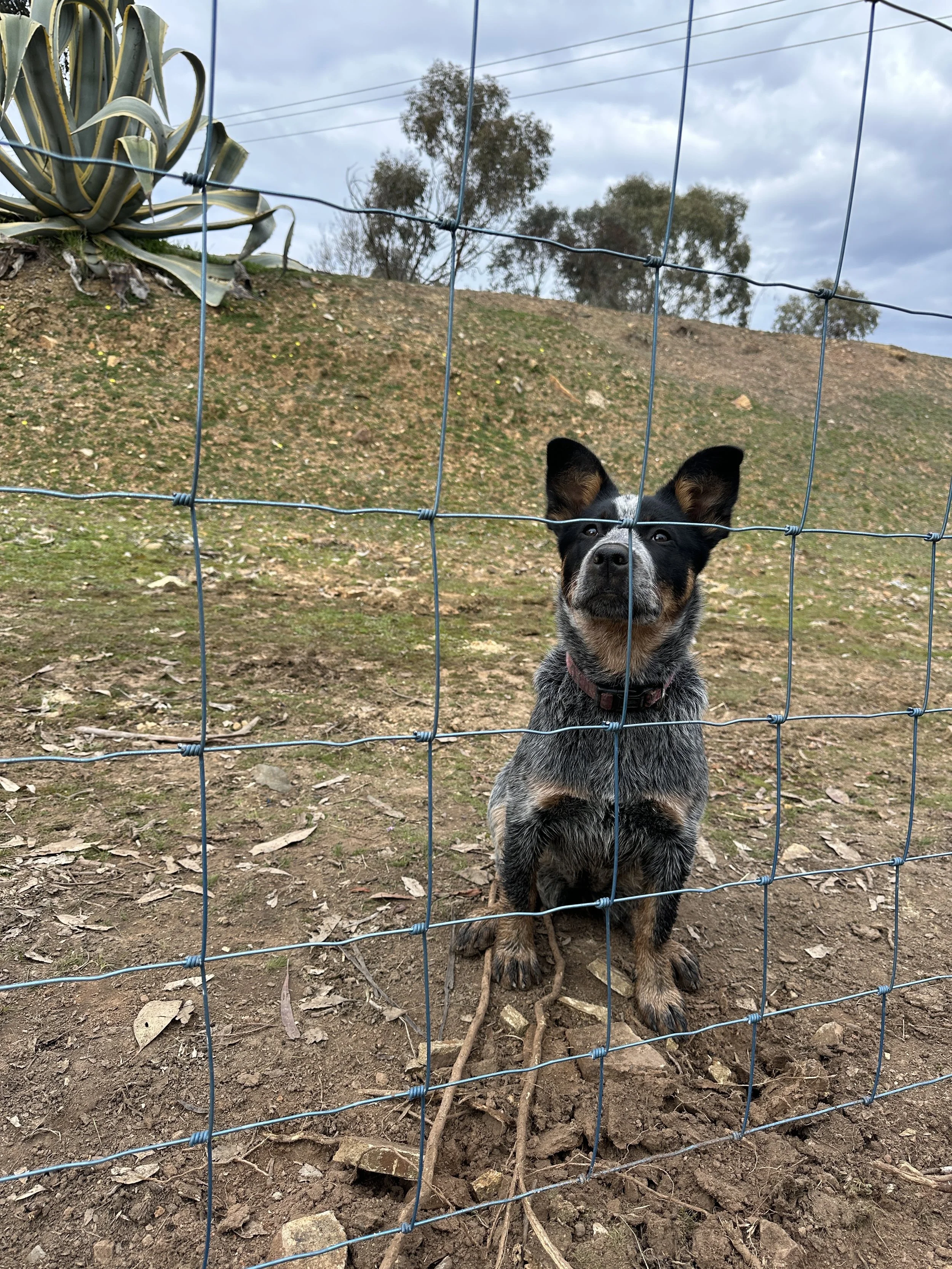 KEEPING YOUR DOG SAFE ON YOUR PROPERTY