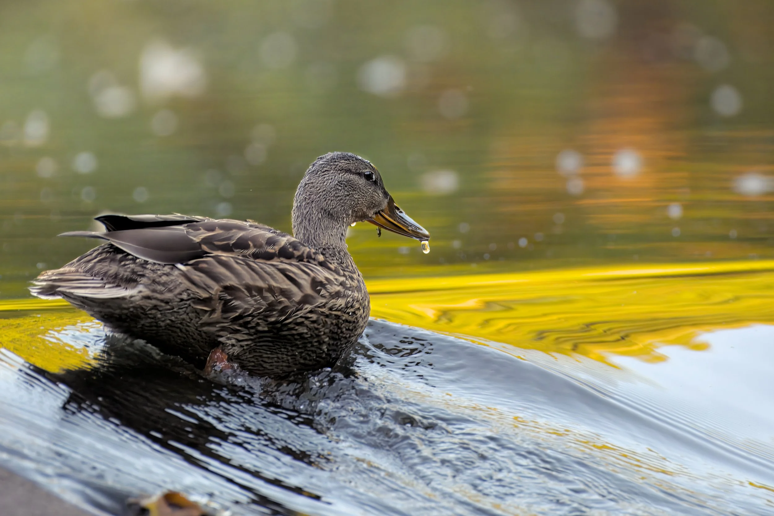 Andrew DeCotiis-Mauro | Photoclass 2025