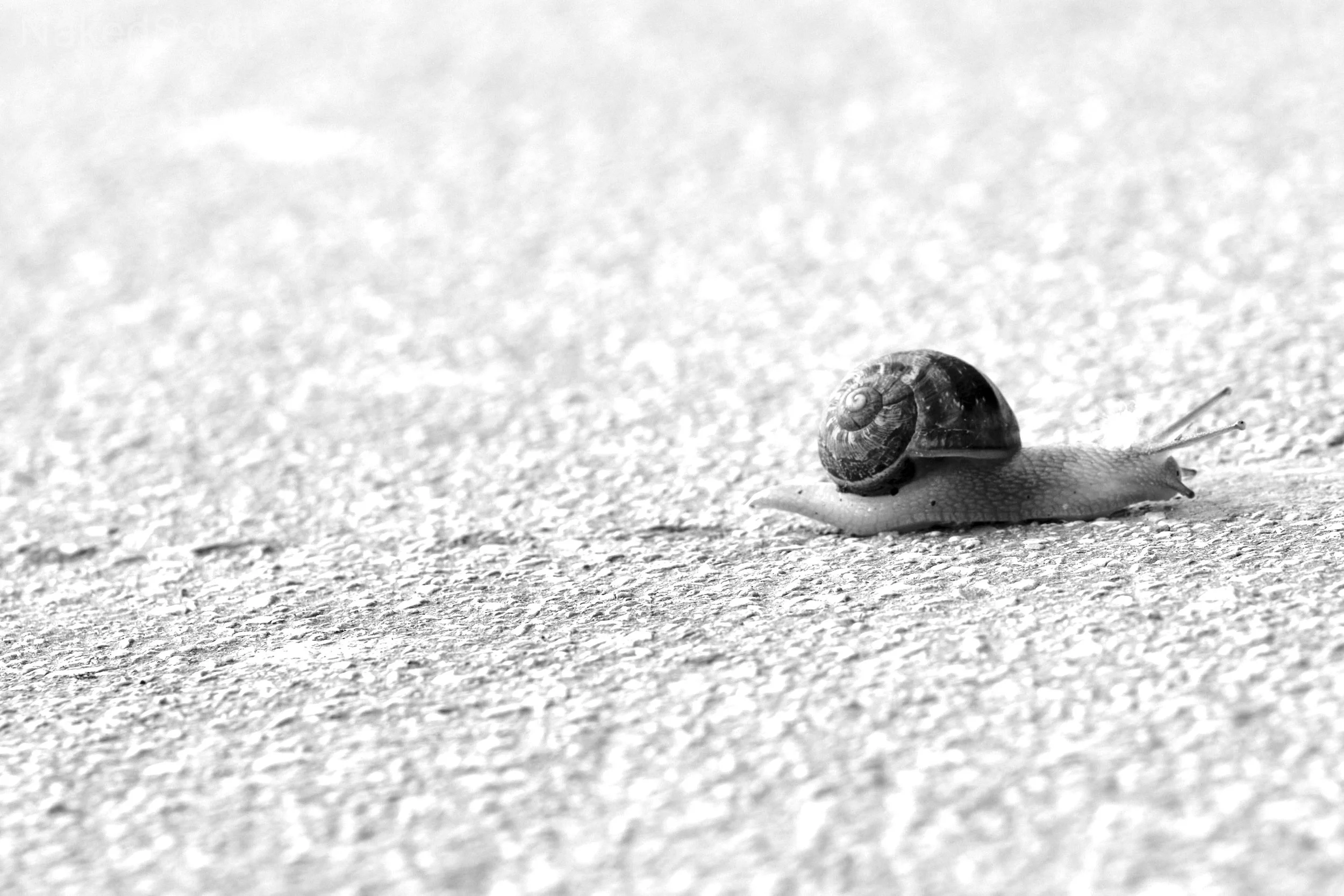 René Pudschedl | 
52 Weeks & Photoclass 2024 & 2025