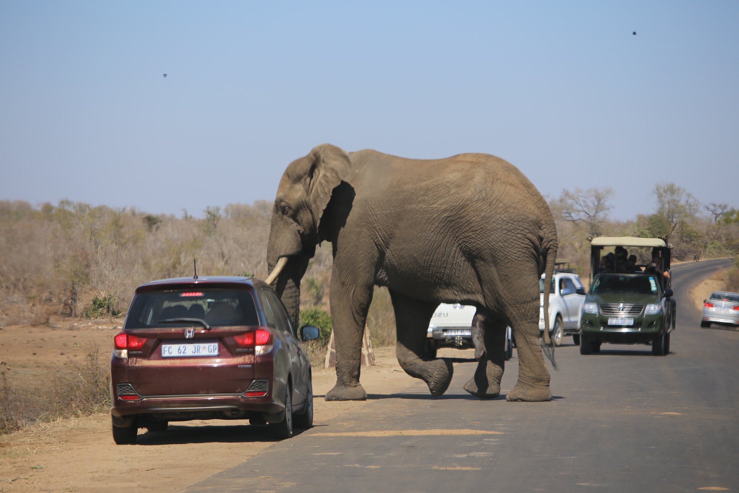 Addressing Threats To Elephant Populations