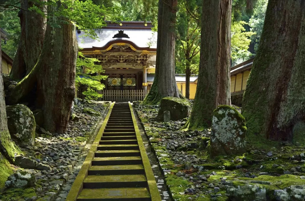 Sendero de madera verde en un bosque con árboles grandes y musgo, conduciendo a un santuario tradicional japonés de madera con techo curvado.