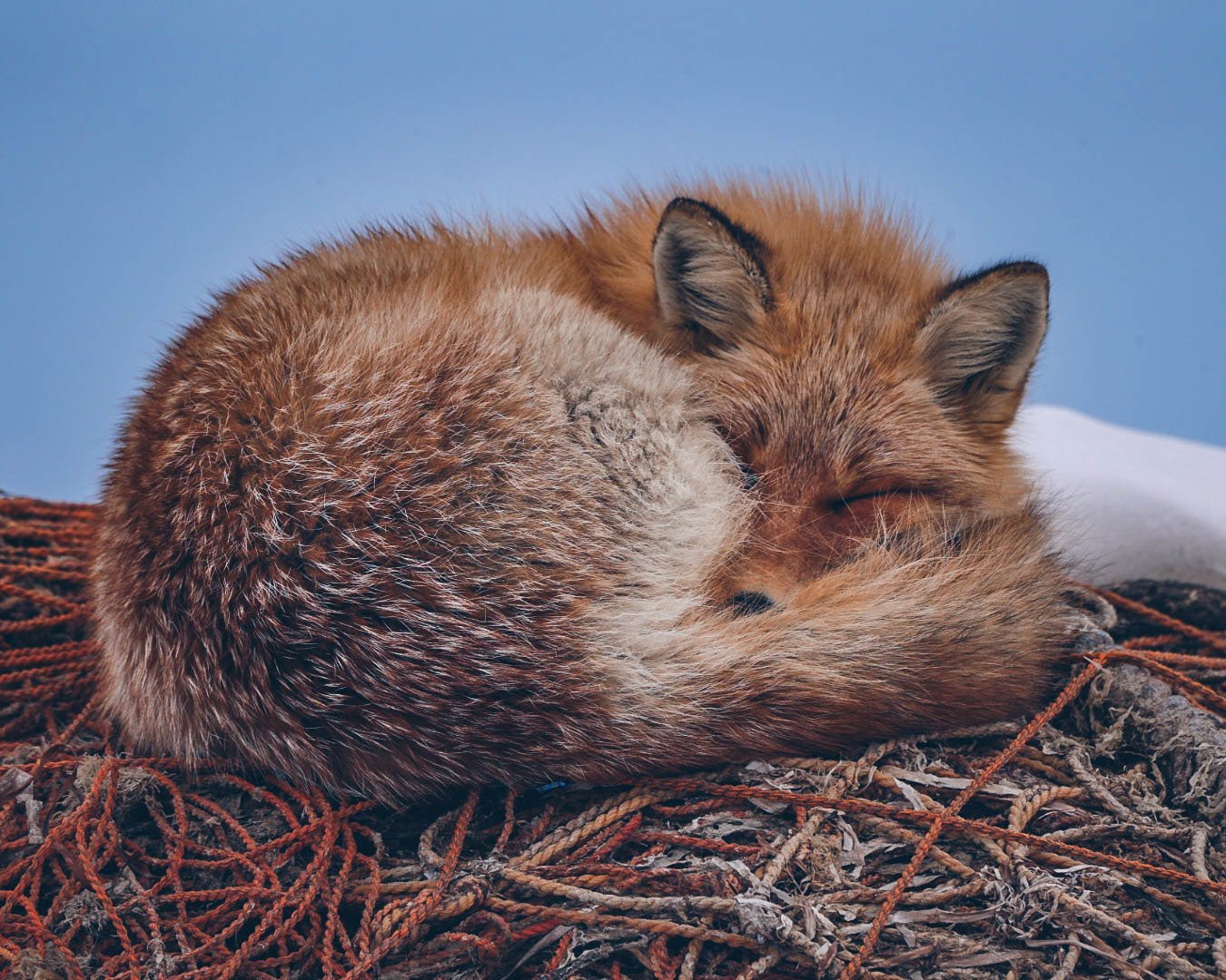 Sleeping Fox Art Print – Fine Wildlife Photography by Tony Corry