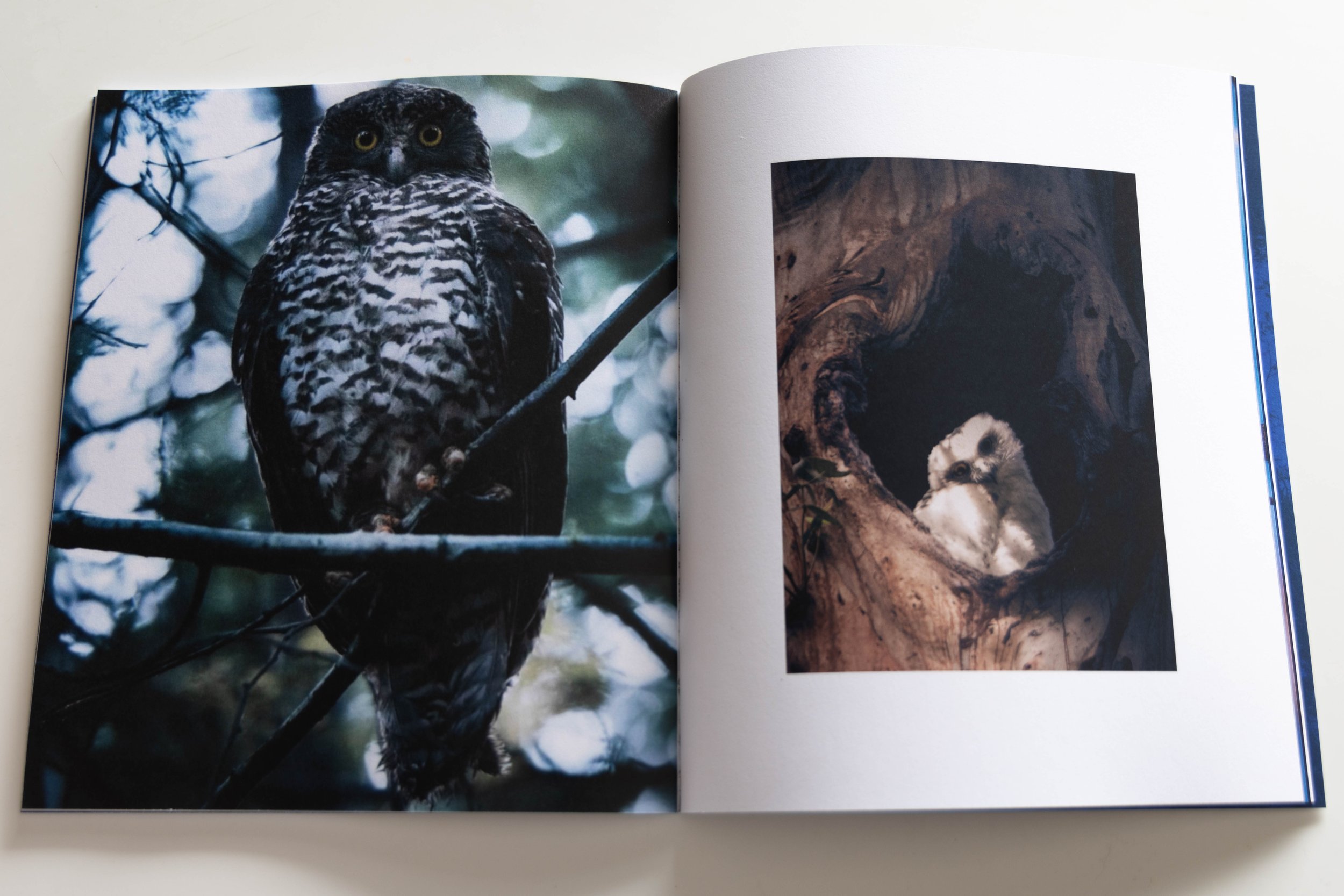 Urban Wildlife Photography