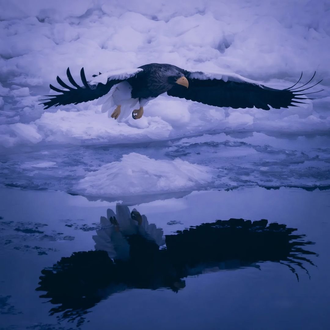 Steller'sSeaEagle.jpg