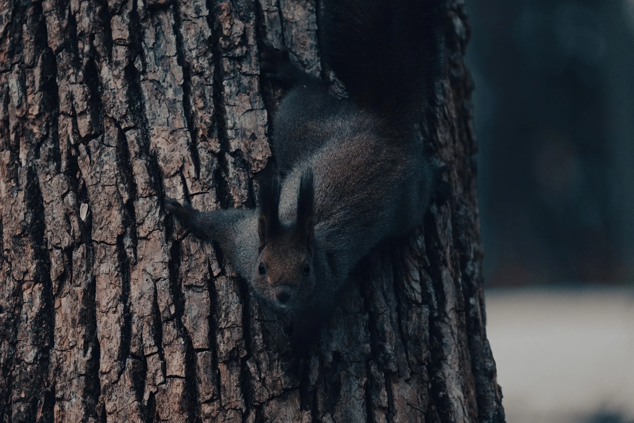 fine art wildlife photography