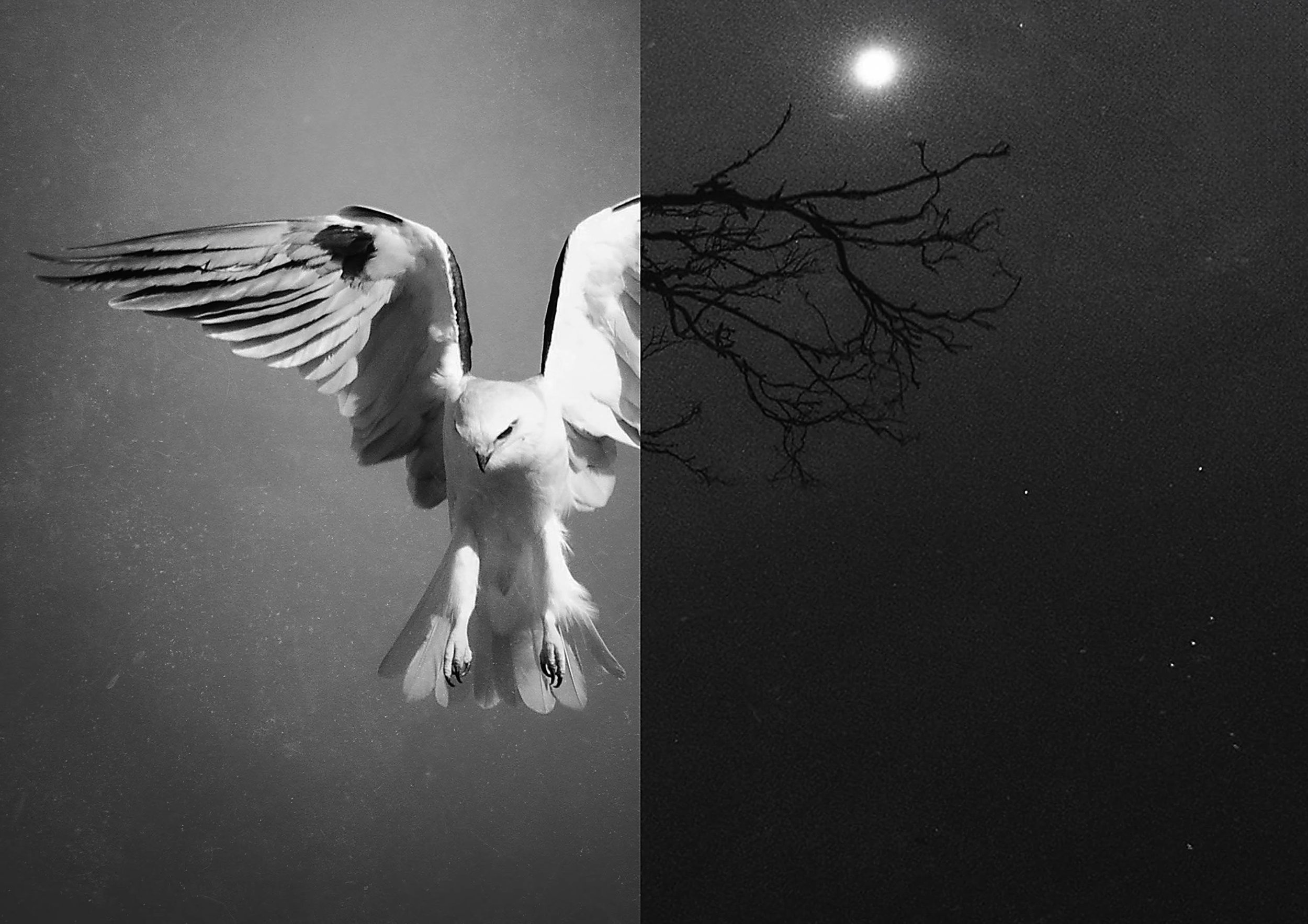Bird Wall Art