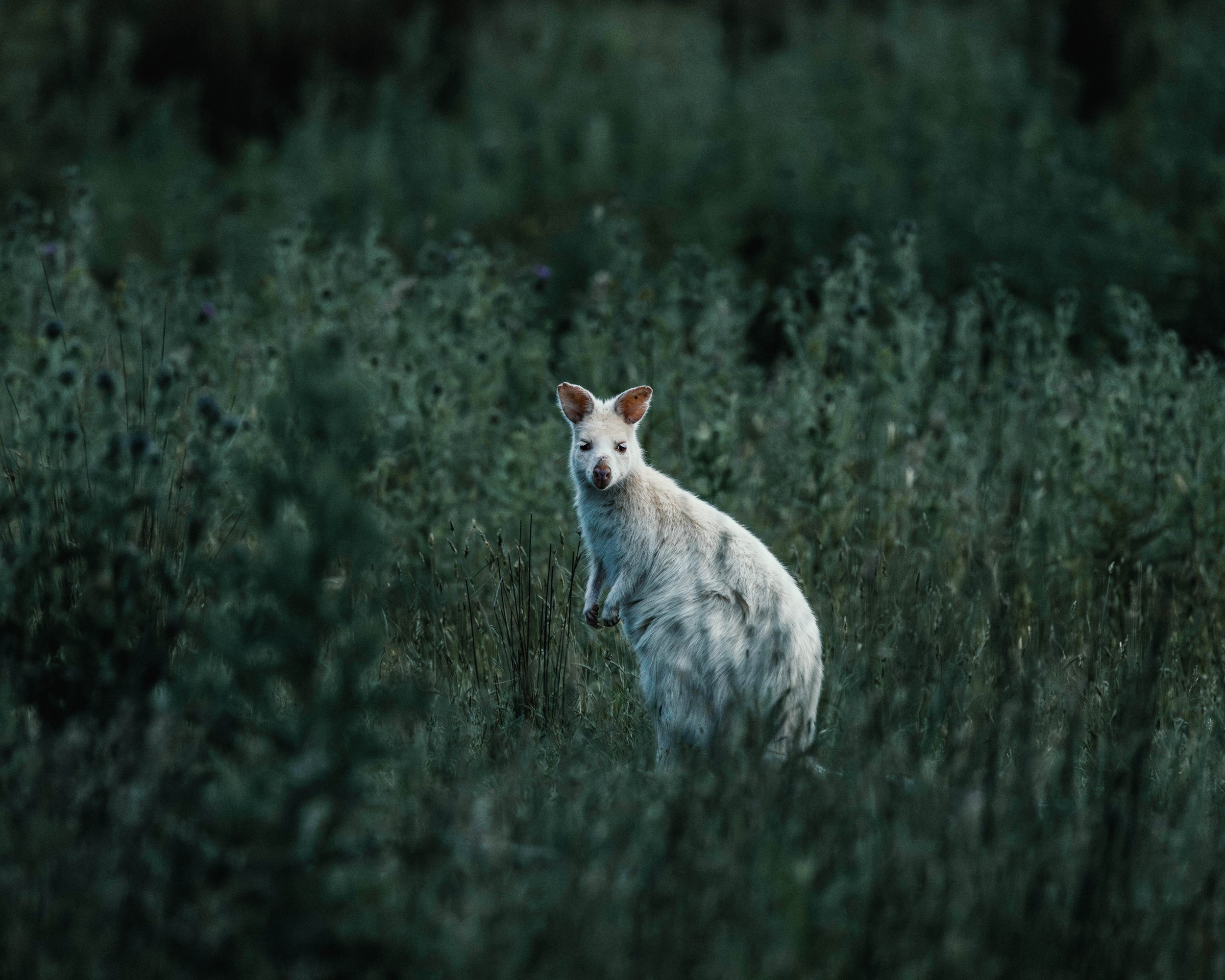 Albino Wallaby2.jpg