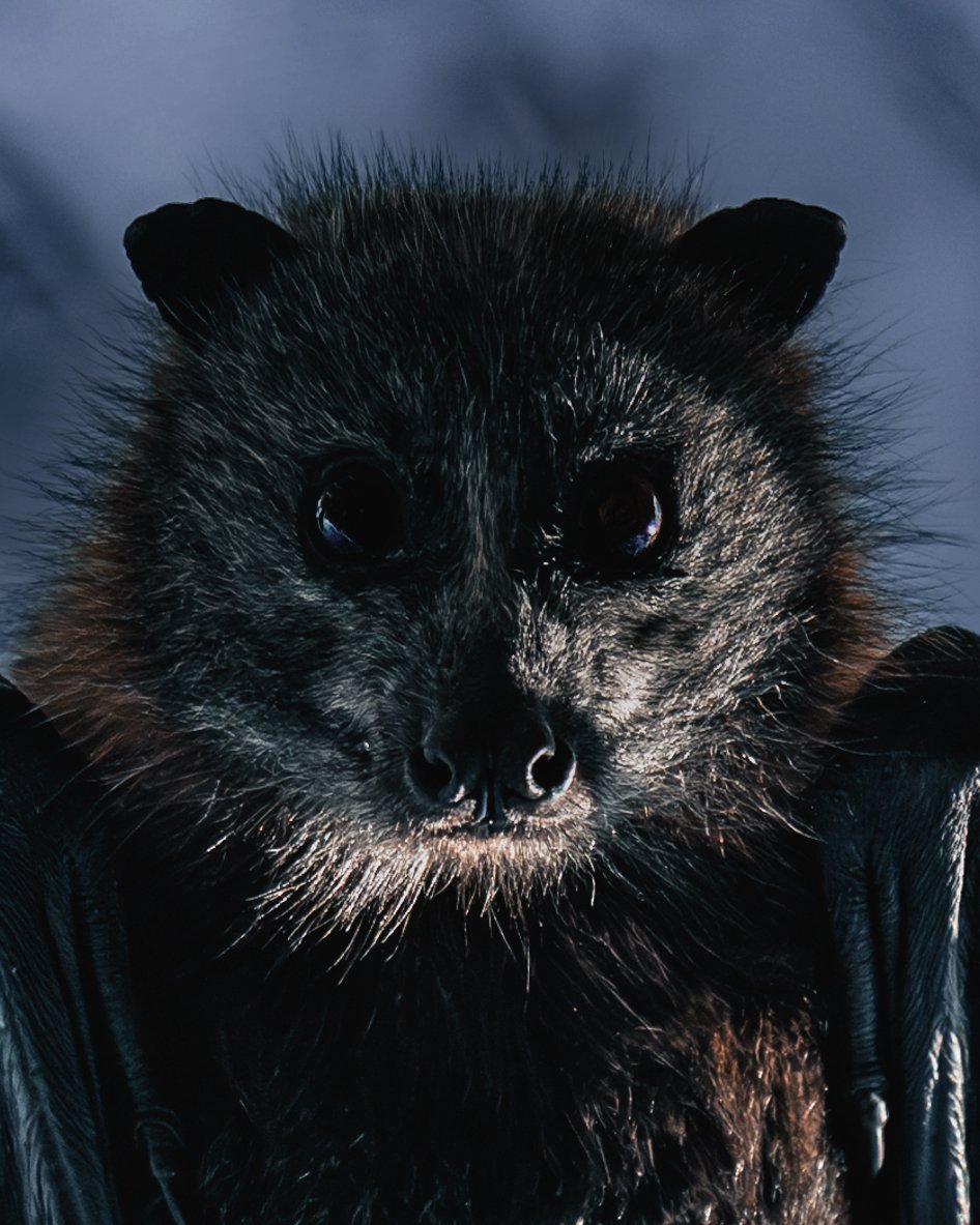 bat portrait copy.jpg