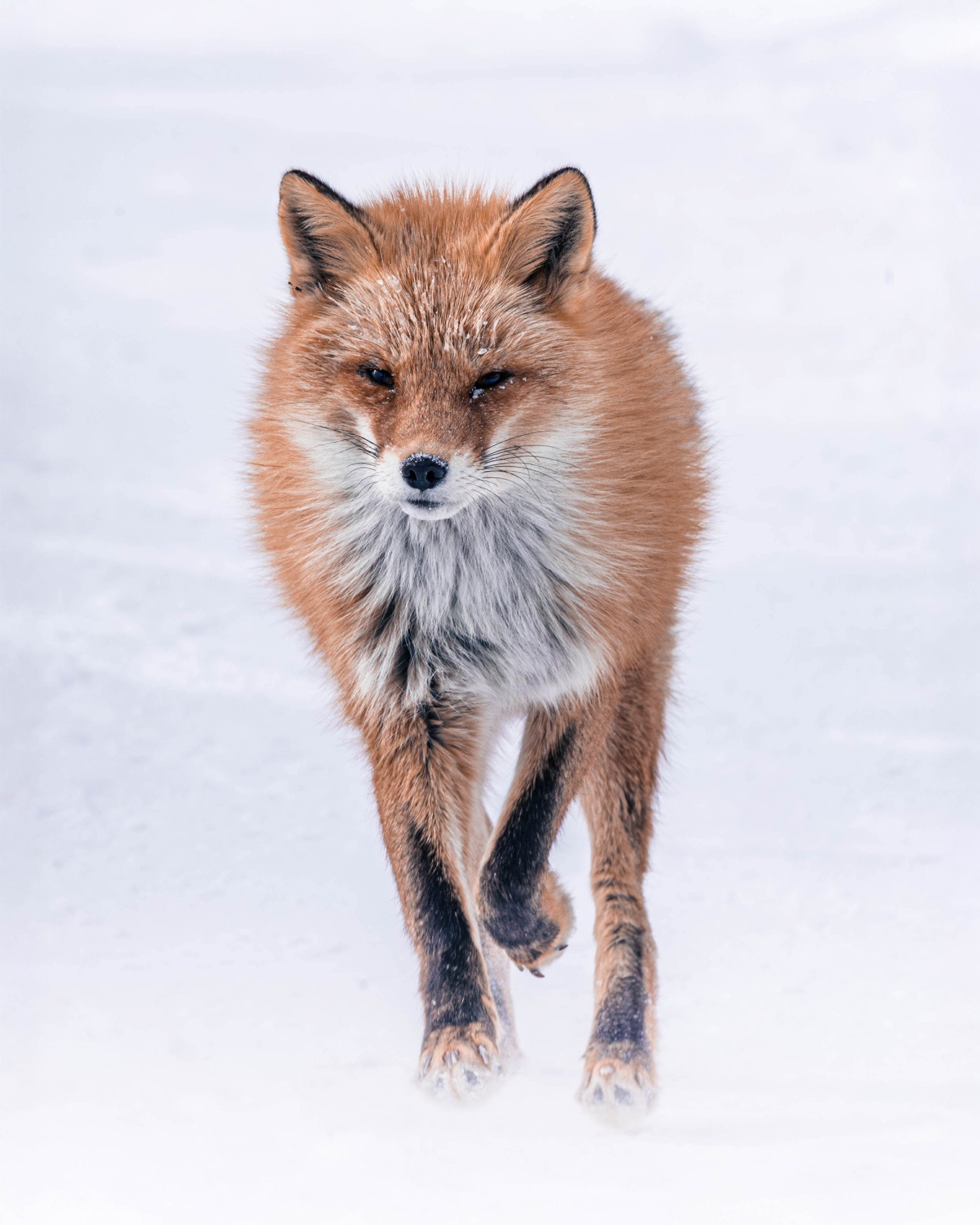 Red Fox Artwork