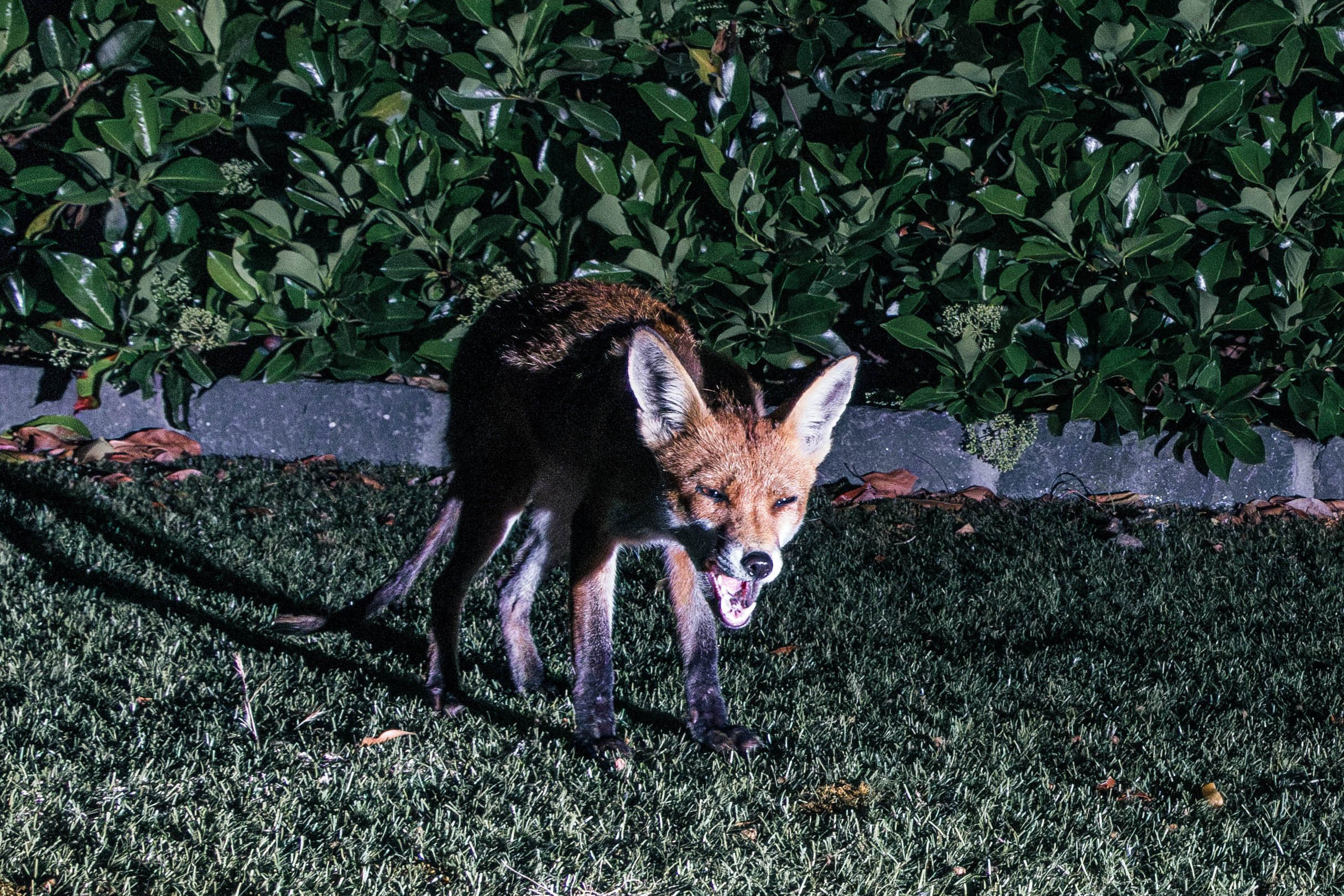 Wildlife in urban spaces