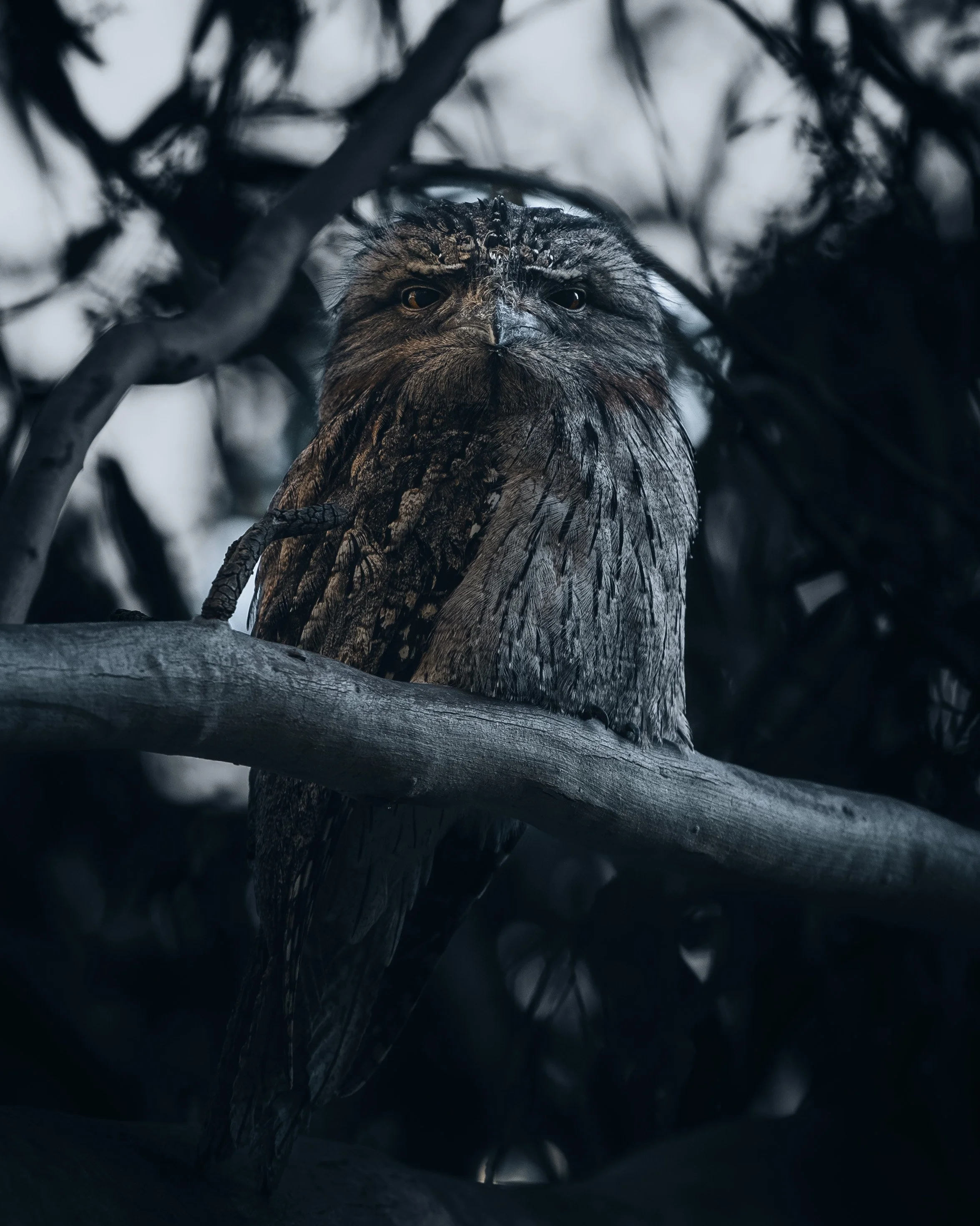 TCorry-Tawny Frogmouth.jpg