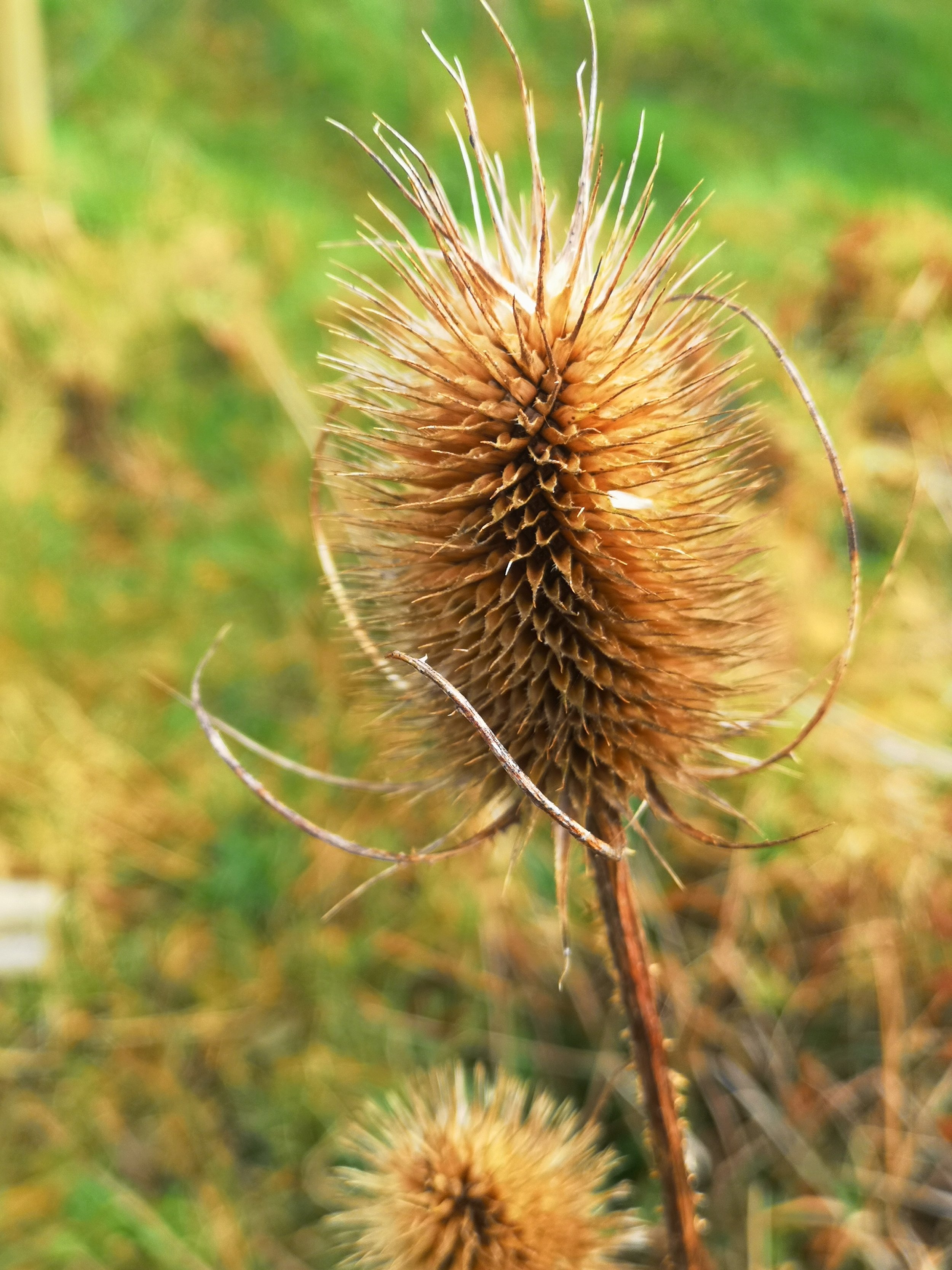 Teasel