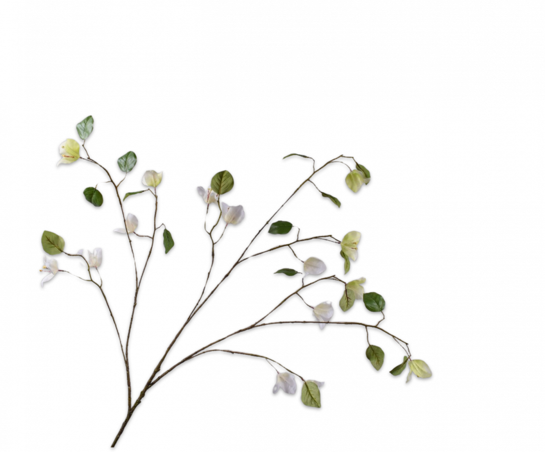 Bougainvillea spray cream 125 cm.png