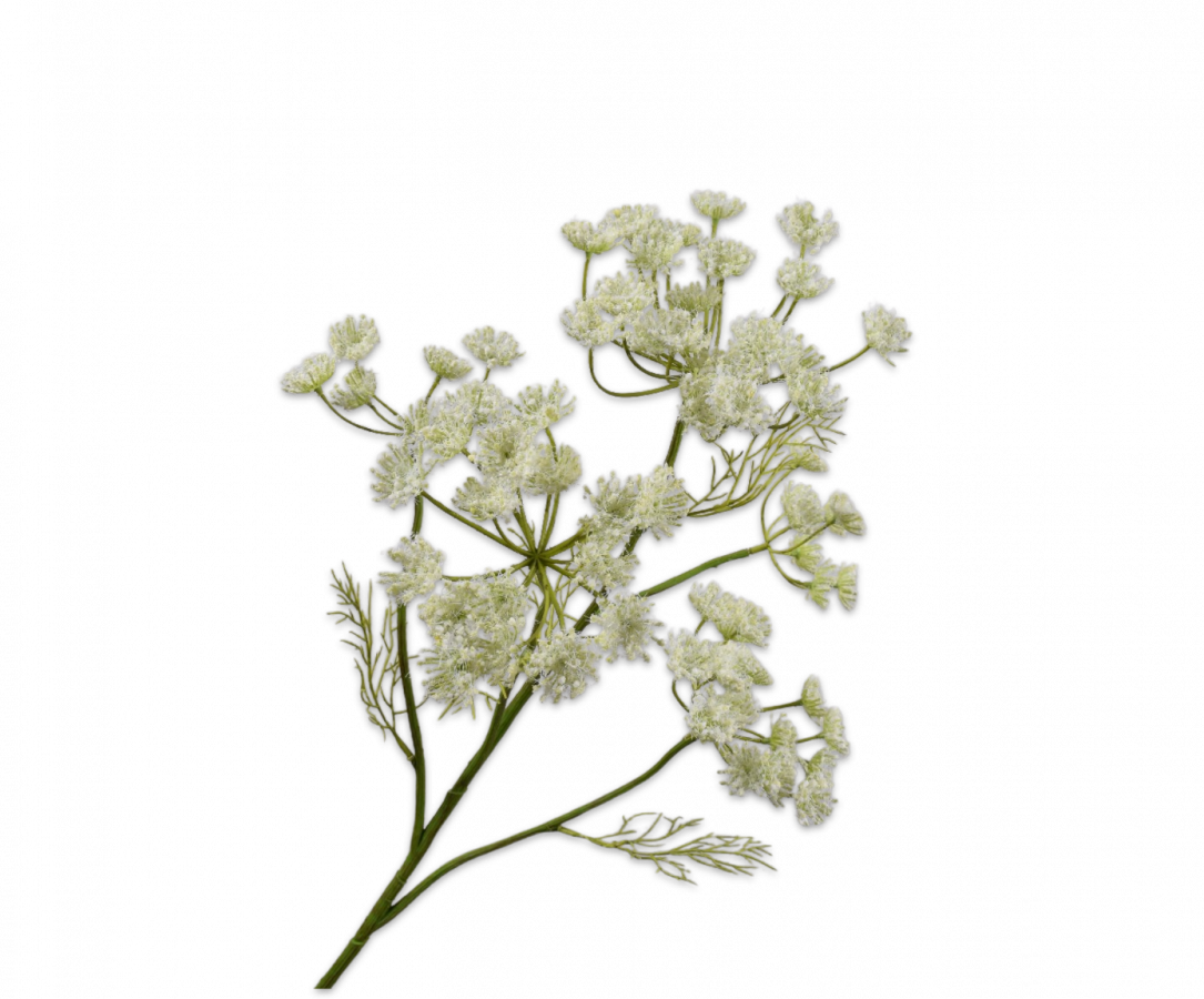 Queen Anne’s lace spray cream 79 cm.png