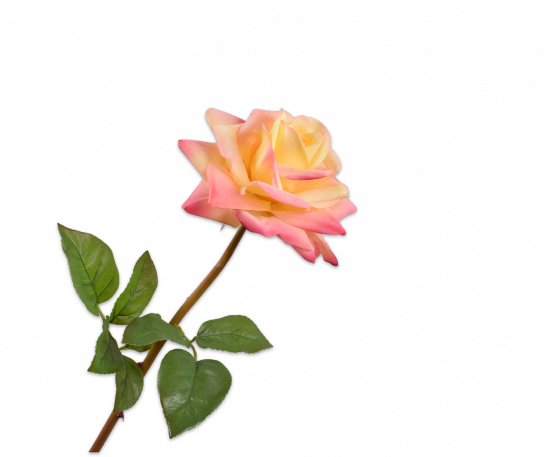 Rose stem peach rt 63 cm.png