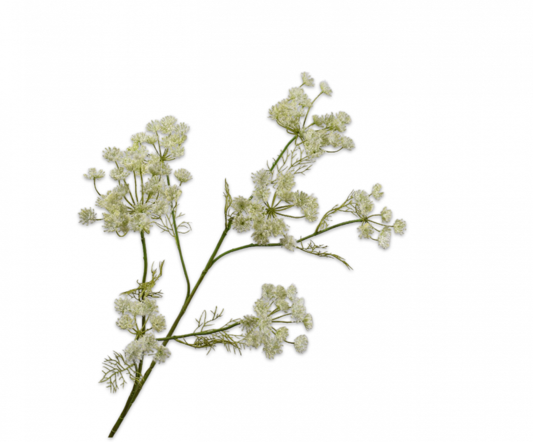 Queen Anne’s lace spray white 105 cm.png