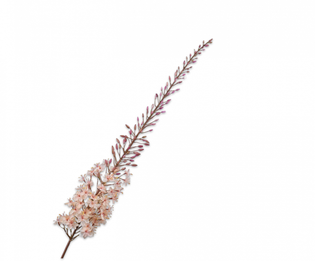 Eremurus stem cream 161 cm 1.png