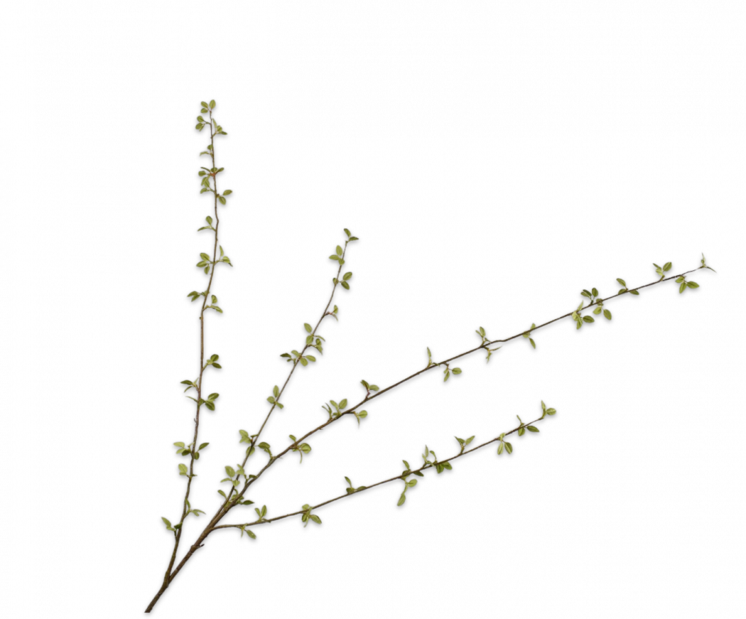 AMELANCHIER SPRAY GREEN 122 CM.png