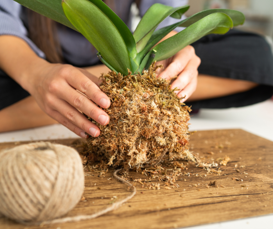 Kokedama Making