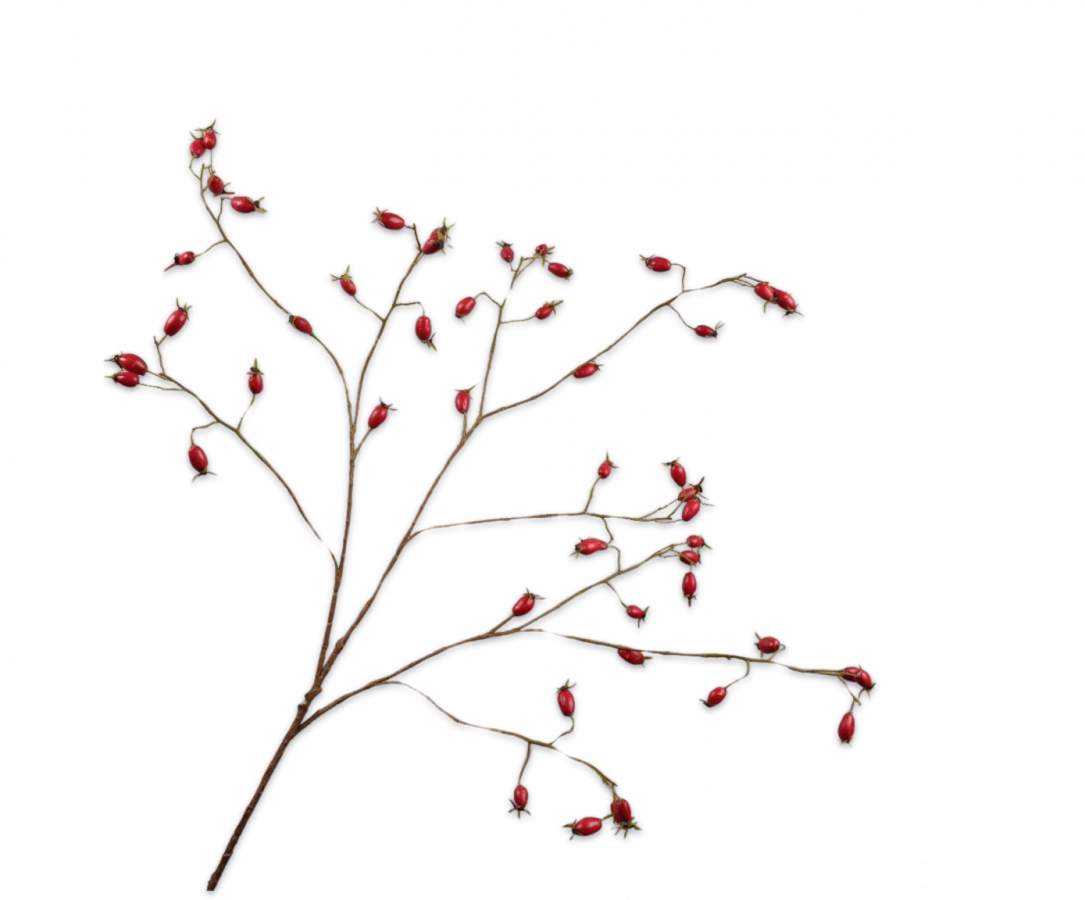 Rosehip spray red 106 cm.png