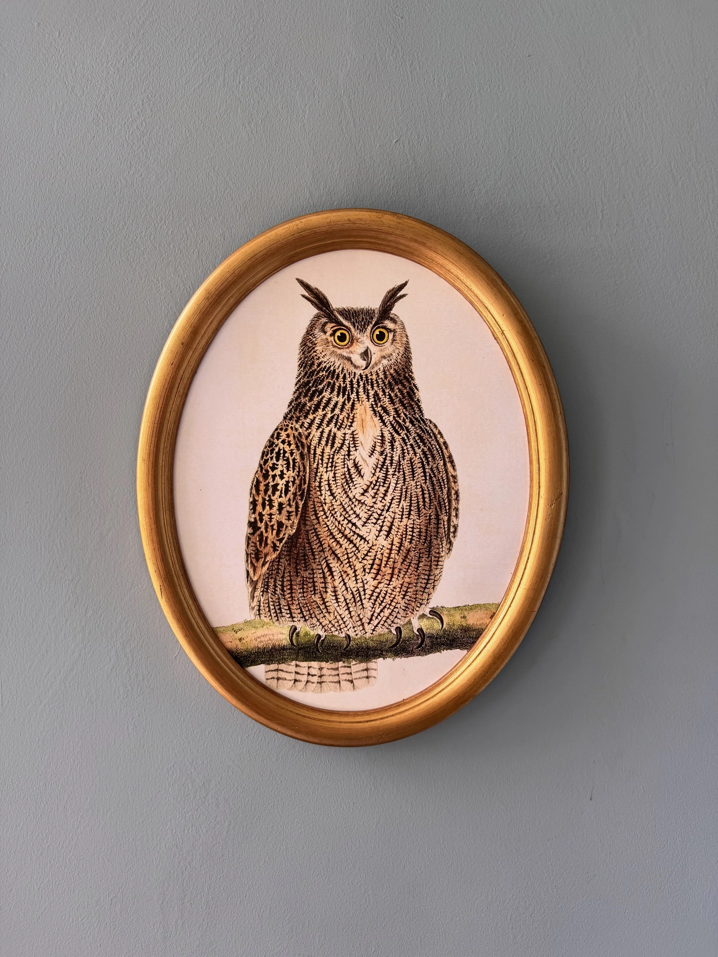 Owl